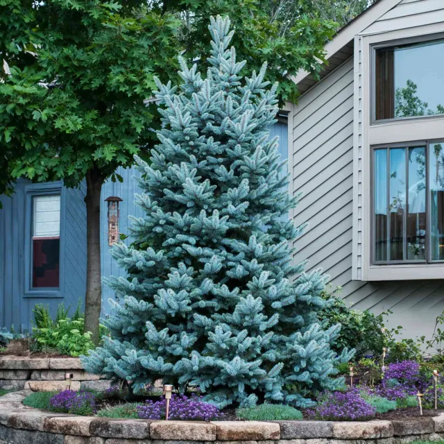 Epic Gardening Colorado Blue Spruce Live Tree