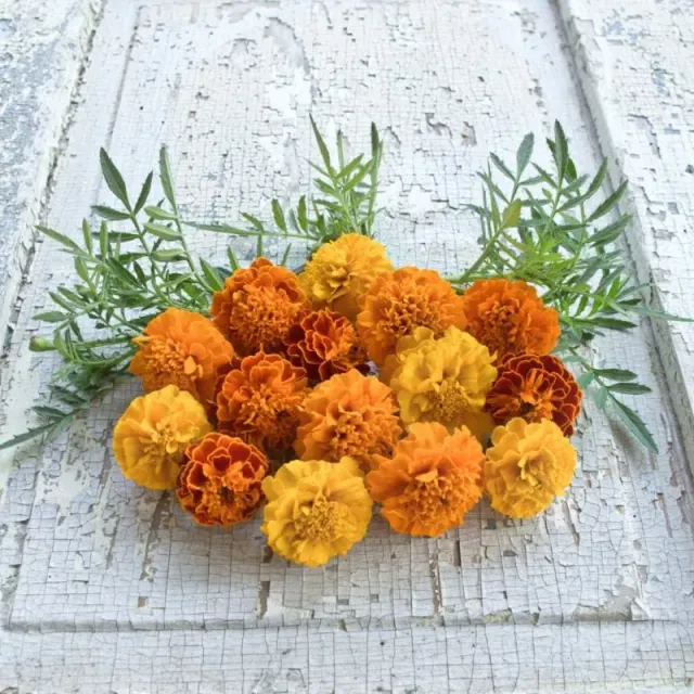 Pinetree Garden Seeds Petite Mix Marigold Seeds 25 Count