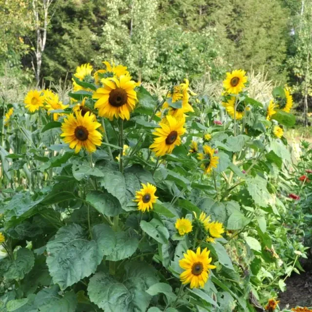 Pinetree Garden Seeds Dwarf Music Box Sunflower Seeds 20 Pack