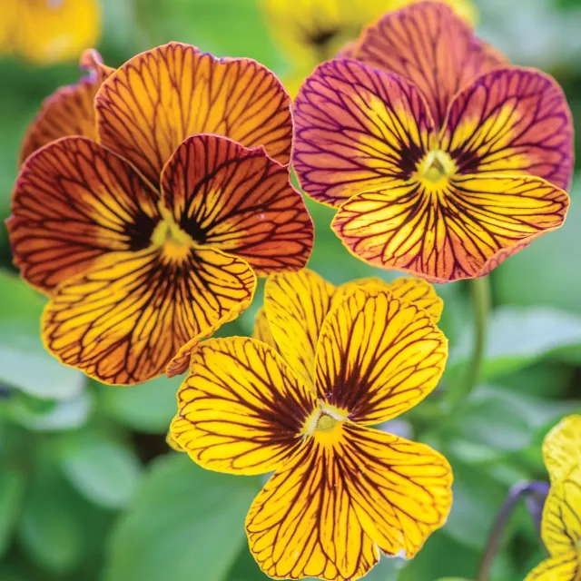 Burpee Tiger Eye Mix viola plants, autumn colour