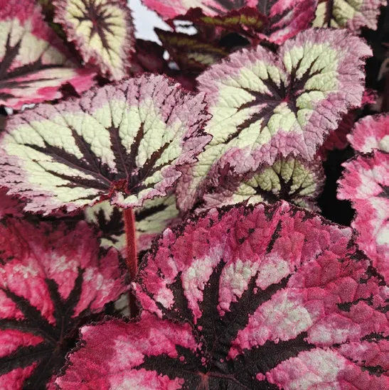 Brent & Becky's Bulbs Harmony’s Fire Woman Begonia
