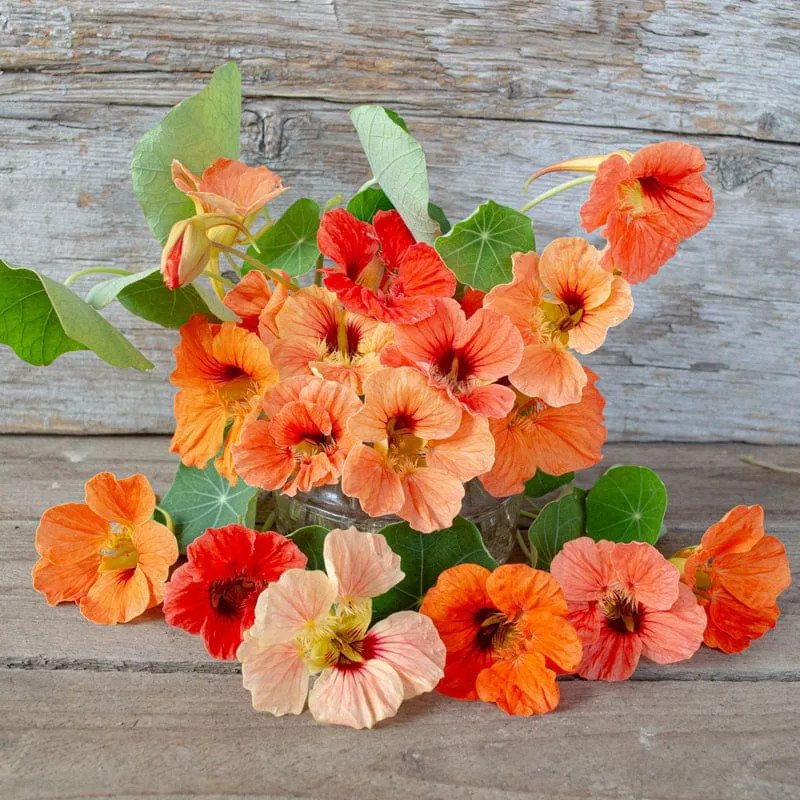 Pinetree Garden Seeds Salmon Baby Nasturtium Seeds 30 Dwarf