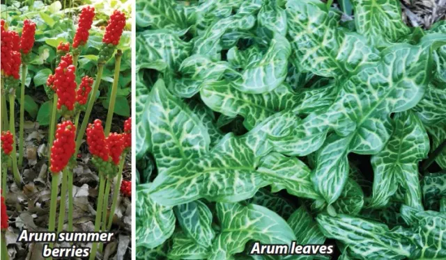 Brent & Becky's Bulbs Arum Italicum Bulbs Woodland Perennial