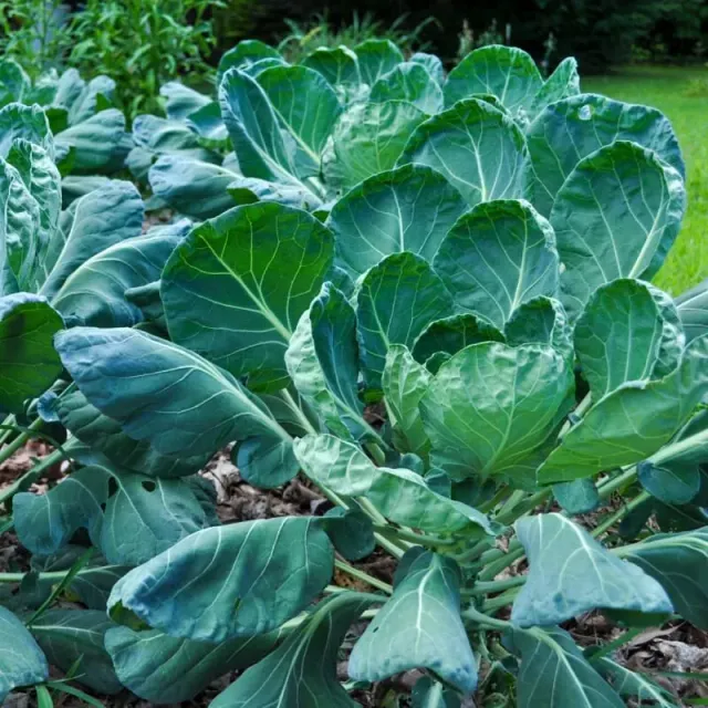 Pinetree Garden Seeds Long Island Improved Brussels Sprouts Seeds 100 Pack