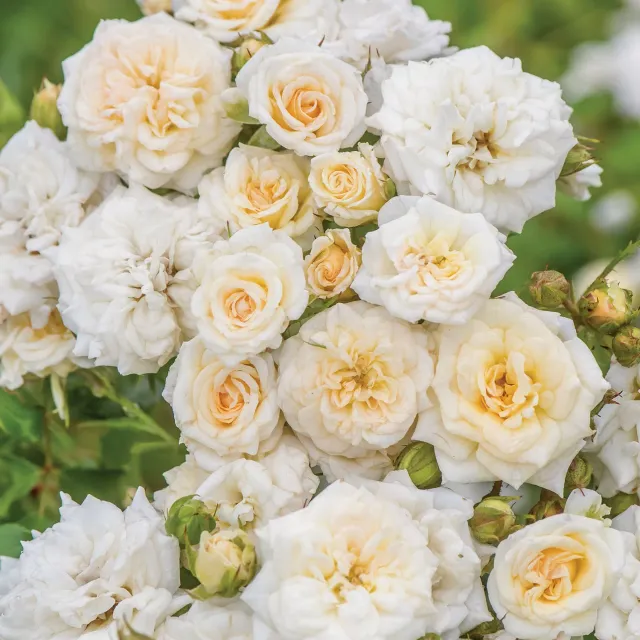 Burpee White Drift Rose Disease Resistant