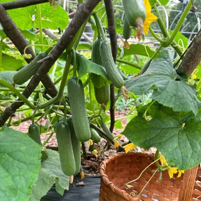 Pinetree Garden Seeds Picolino Cucumber Seeds 5 Seeds Disease Resistant