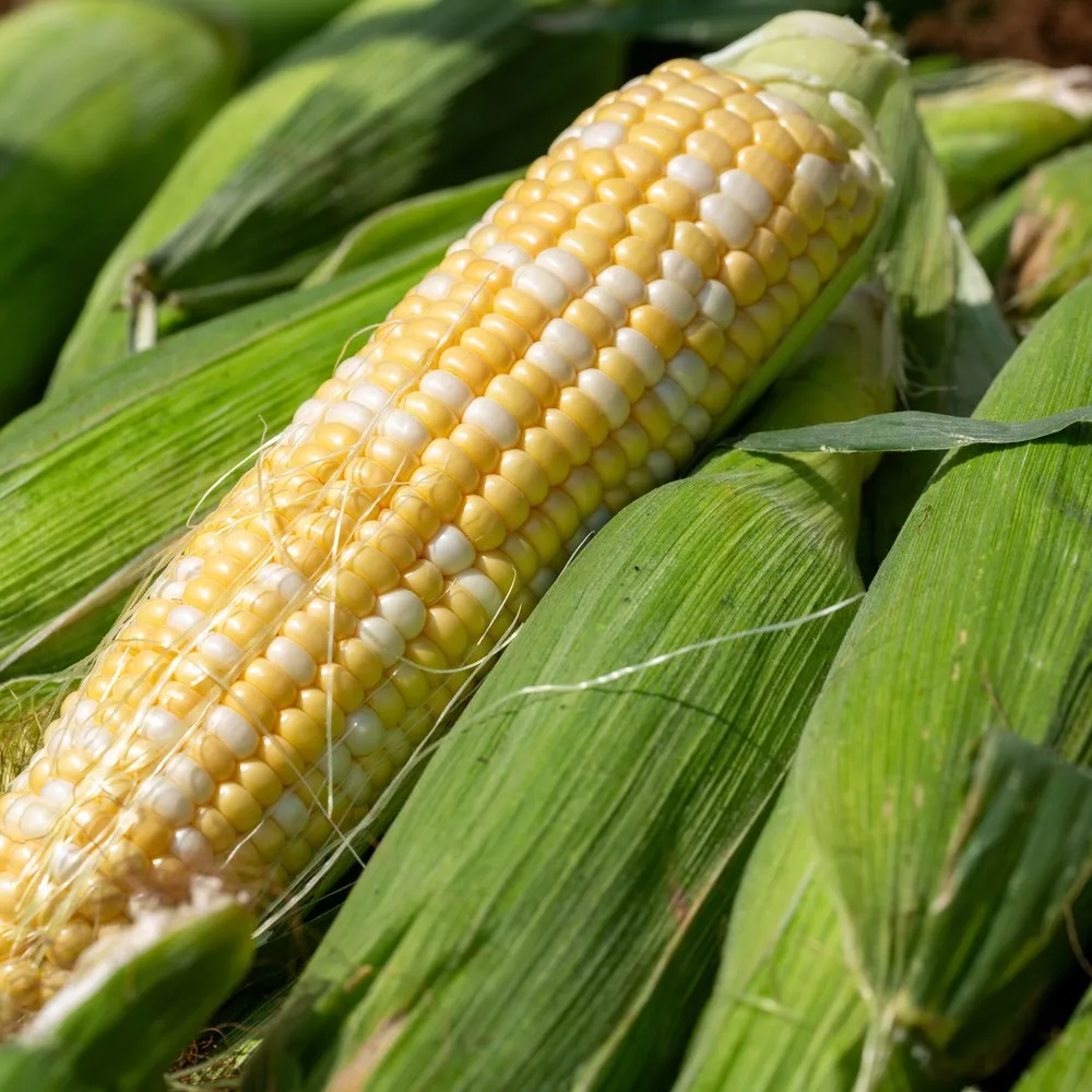Epic Gardening Ambrosia Sweet Corn Seeds Bicolor Midseason