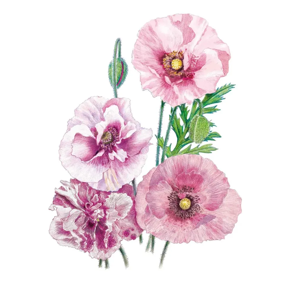 Epic Gardening Pandora Poppy Flower Seeds