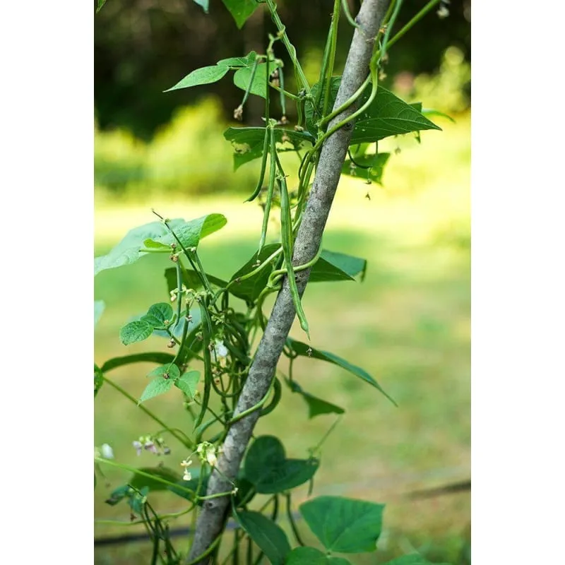 Pinetree Garden Seeds Fortex Pole Bean Vegetable Seeds 25 Seeds 60 Days