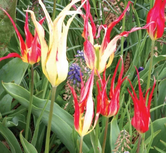 Brent & Becky's Bulbs Acuminata Tulip Bulbs
