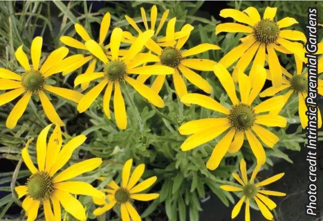 Brent & Becky's Bulbs Green Eyed Lady Rudbeckia Plants Perennial