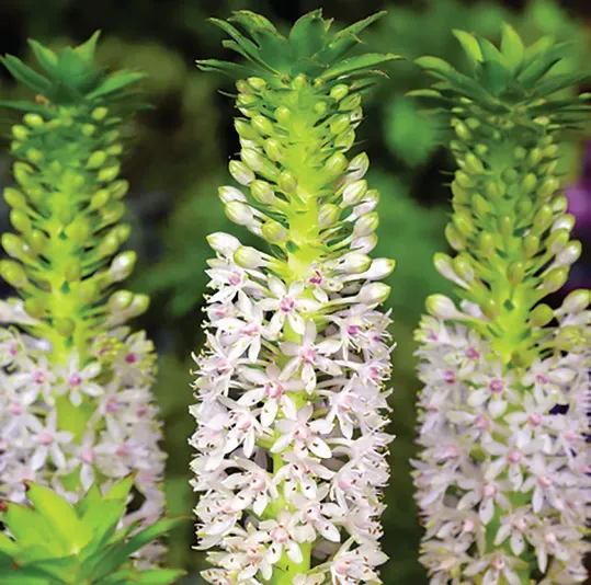 Brent & Becky's Bulbs Johannesburg Eucomis Bulbs Fragrant