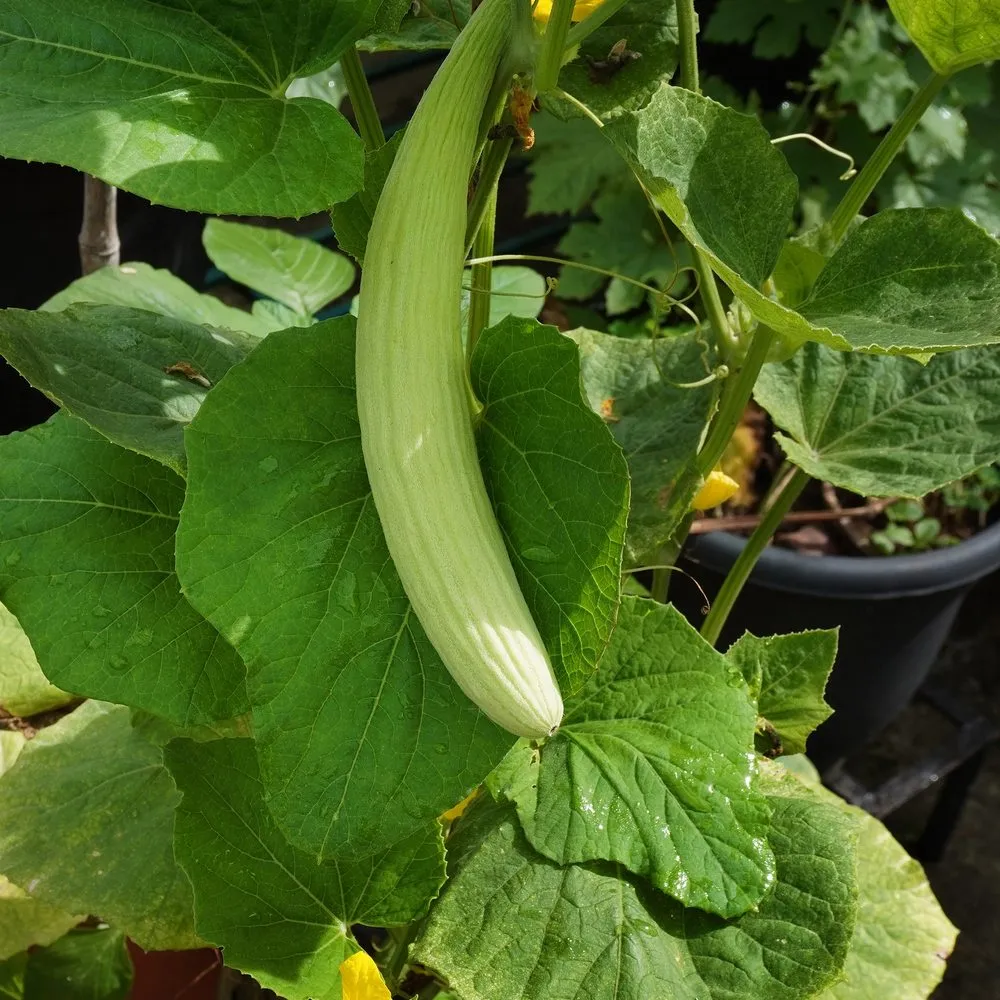 Epic Gardening Armenian Cucumber Vegetable Seeds Heirloom
