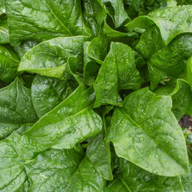 Burpee A La Carte Spinach Seeds 300 Seeds Nutty