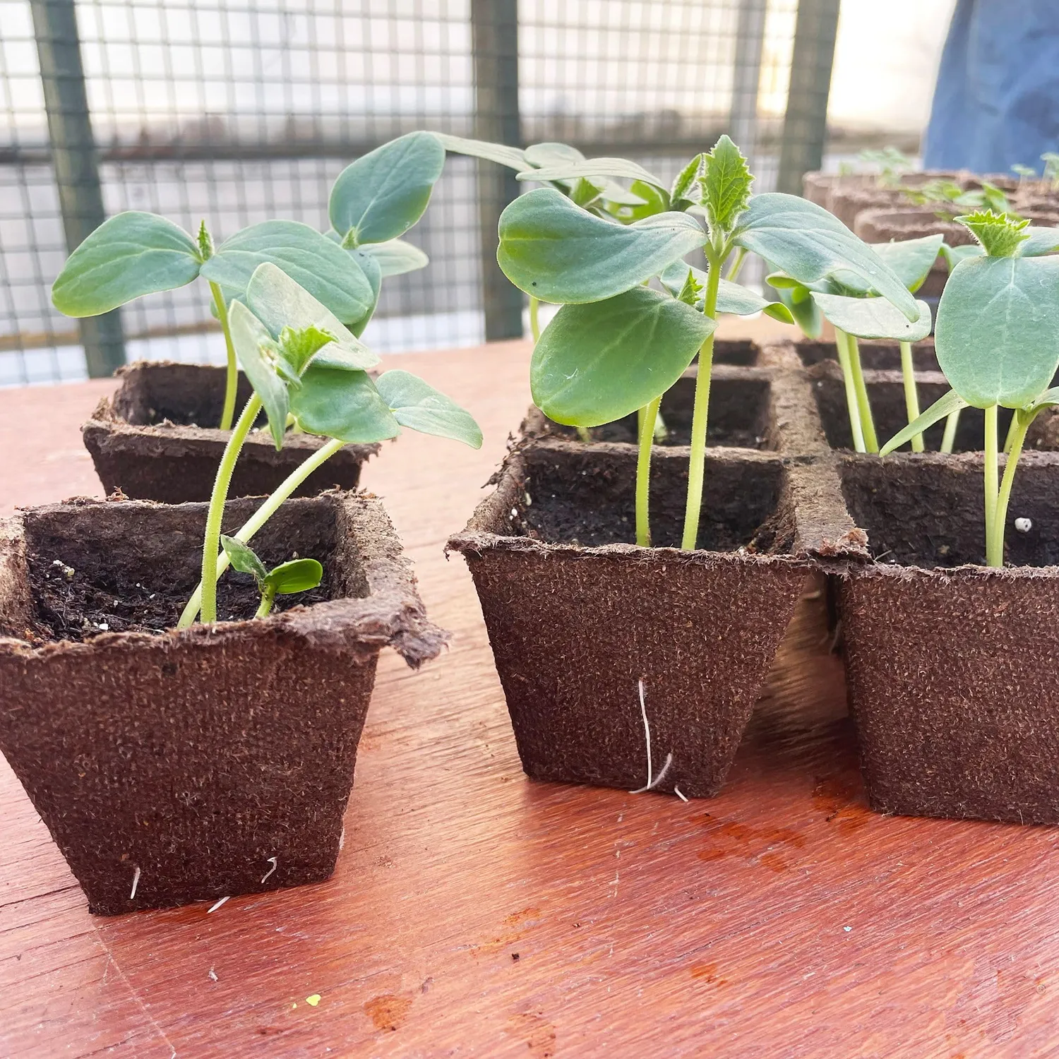 Ferry-Morse Jiffy Seed Starting Strips Peat