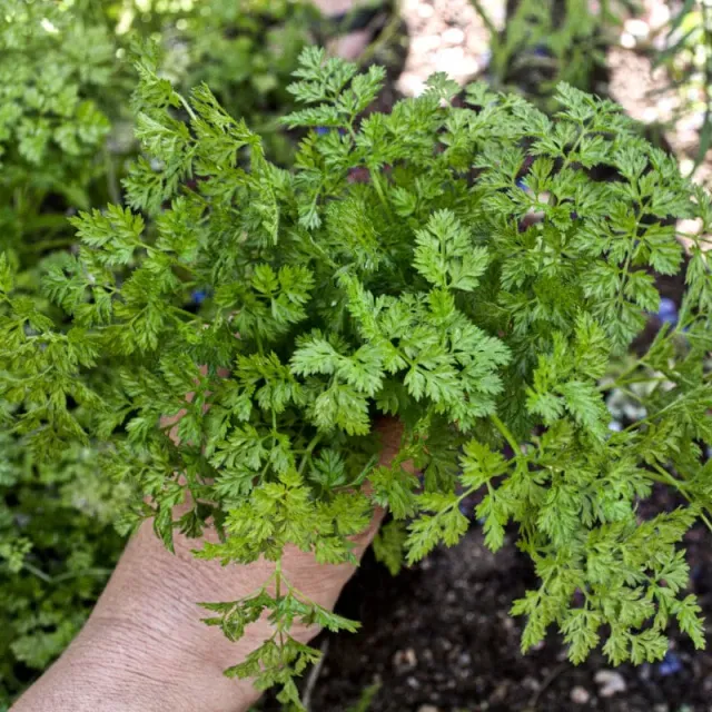Pinetree Garden Seeds Chervil Herb Seeds 350 Seeds Cool Season