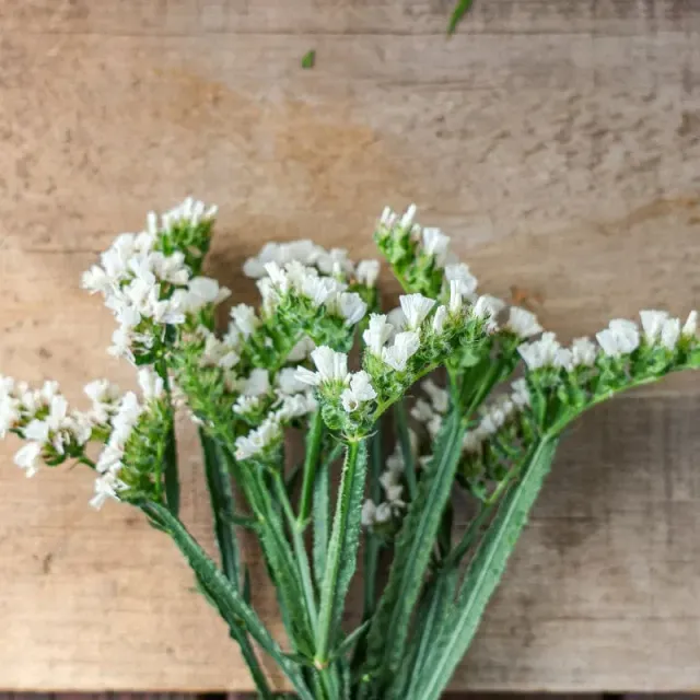 Pinetree Garden Seeds Iceberg Statice Flower Seeds 25 Seeds White Dried