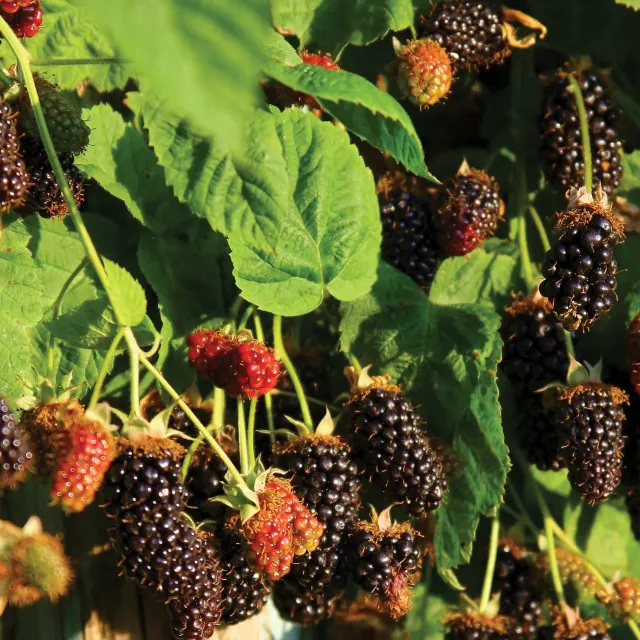 Burpee Marionberry Blackberry Plant 1 Plant Sweet-Tart