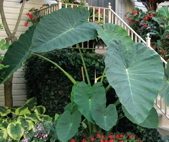 Brent & Becky's Bulbs Jack's Giant Elephant Ear Bulb