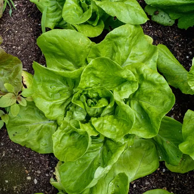 Pinetree Garden Seeds All Year Round Lettuce Seeds 300 Seeds Butterhead