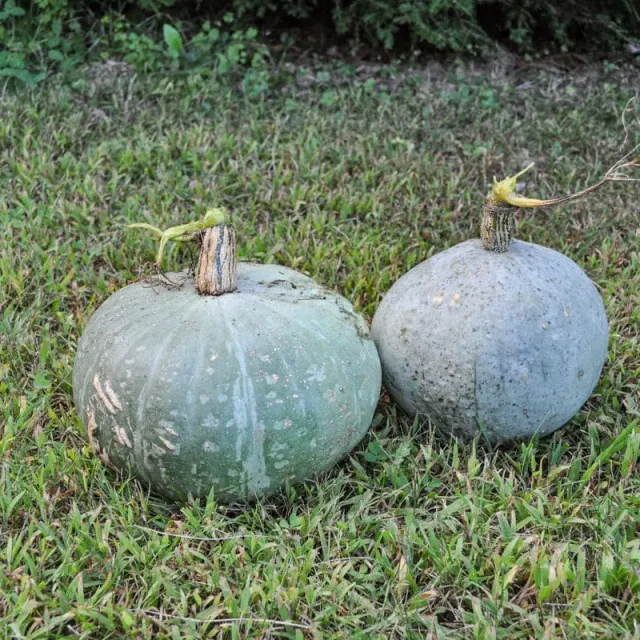 Pinetree Sweet Meat Squash Seeds 15 Seeds 100-Day Heirloom