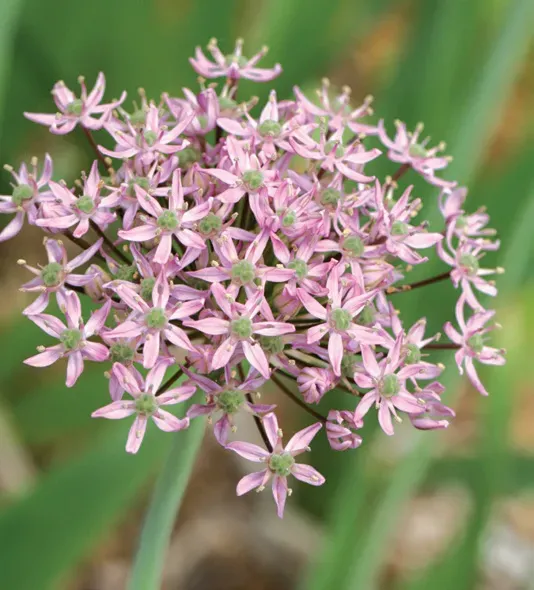 Brent & Becky's Bulbs Allium Pink Jewel Ornamental Onion