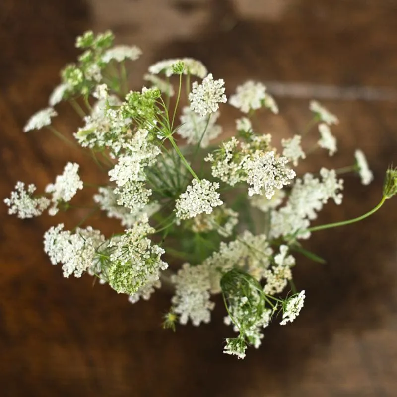 Pinetree Bishop's Flower Seeds 100 Seeds White Lace