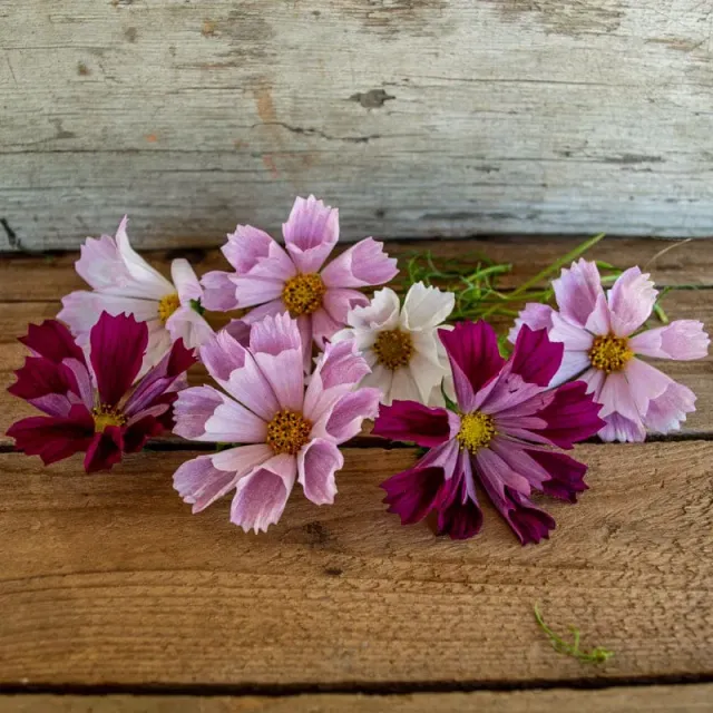 Pinetree Garden Seeds Sea Shell Mix Cosmos Seeds 100 Seeds