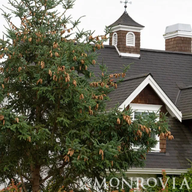 Epic Gardening Norway Spruce Live Plant