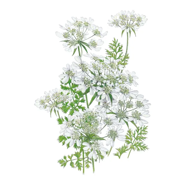 Epic Gardening QIS White Finch Orlaya Flower Seeds Cut Flower