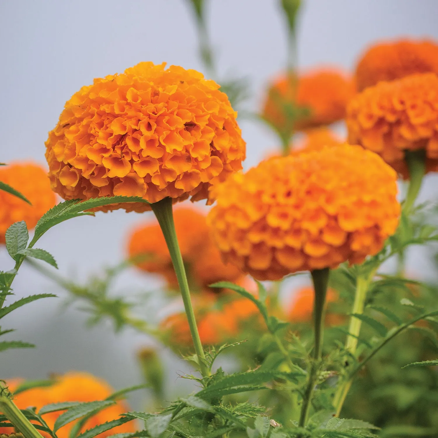 Burpee Elevate Orange Marigold Flower Seeds 50 Seeds Tall