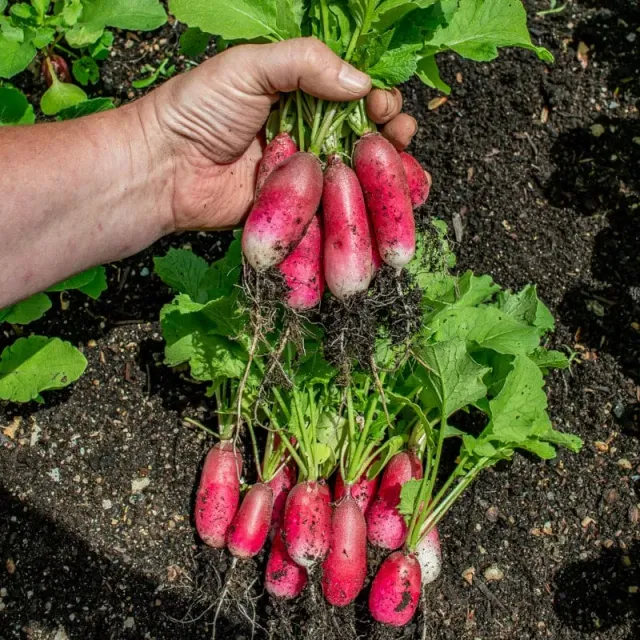 Pinetree Garden Seeds French Breakfast Radish Seeds 300 Seeds Mild