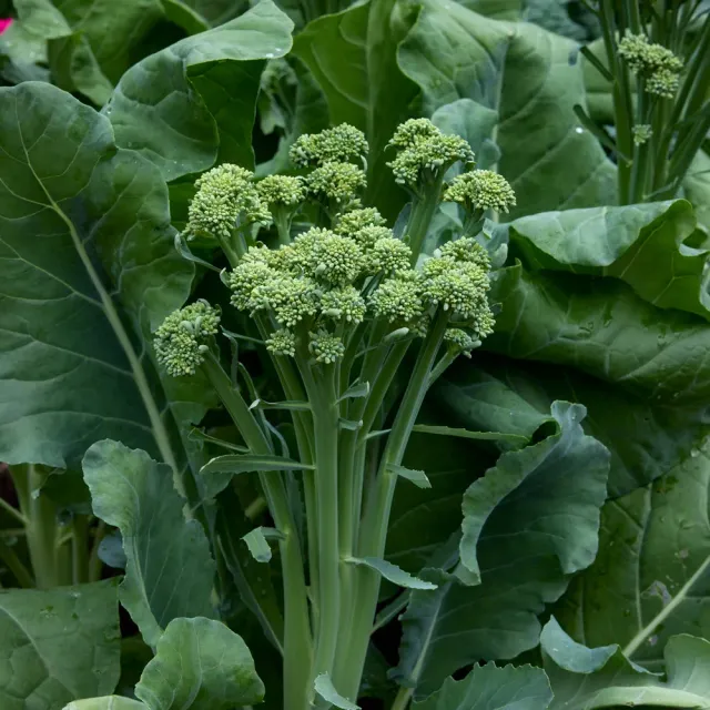 Burpee Tender Sprout Sprouting Broccoli Seeds