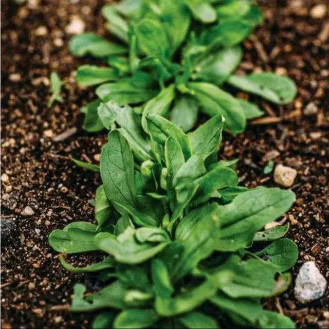 Pinetree Garden Seeds Mache Greens 60 Days Vegetable Seeds 300 Seeds Cold