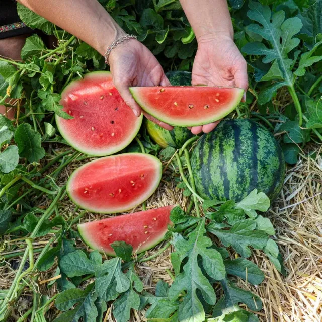 Pinetree Garden Seeds JuiceBox Watermelon seeds Organic F1 Hybrid 70 Days