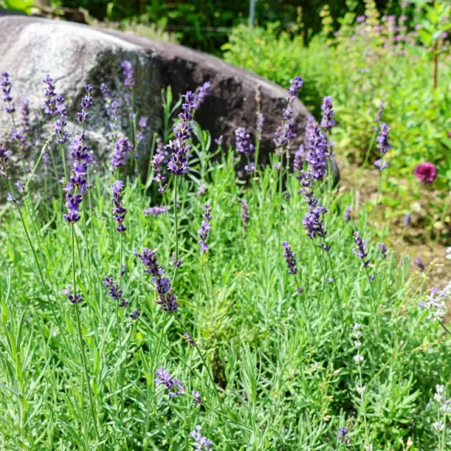 Pinetree Garden Seeds Vera Lavender Seeds 100 Seeds Fragrant
