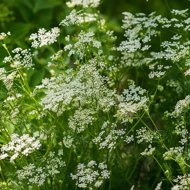 Pinetree Garden Seeds Caraway Herb Seeds 100 Seeds Biennial