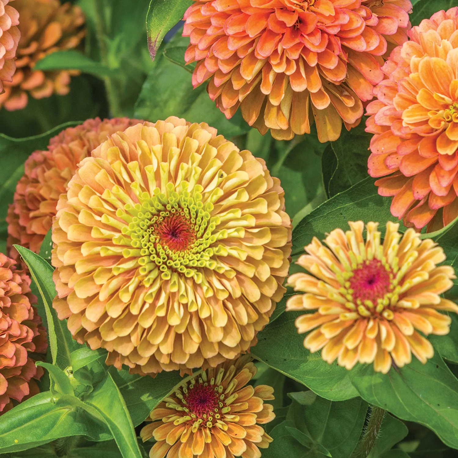 Burpee Queeny Zinnia Seeds Cut Flower