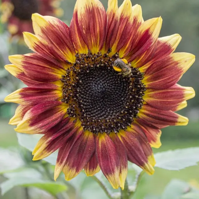 Pinetree Garden Seeds Florenza Sunflower Seeds 20 Seeds