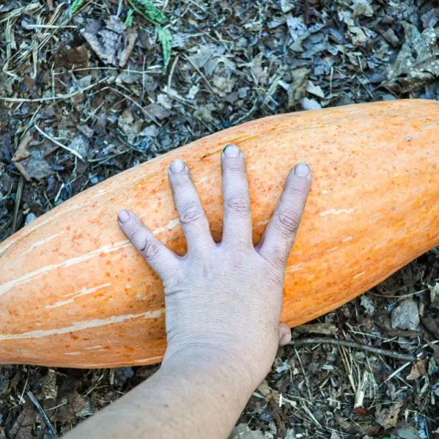 Pinetree Garden Seeds Pink Banana Squash Seeds 15 Count Sweet