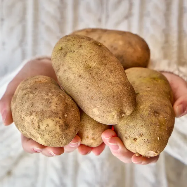 Burpee Rocky Mountain Russet Potato Tubers 10 Pack Fluffy