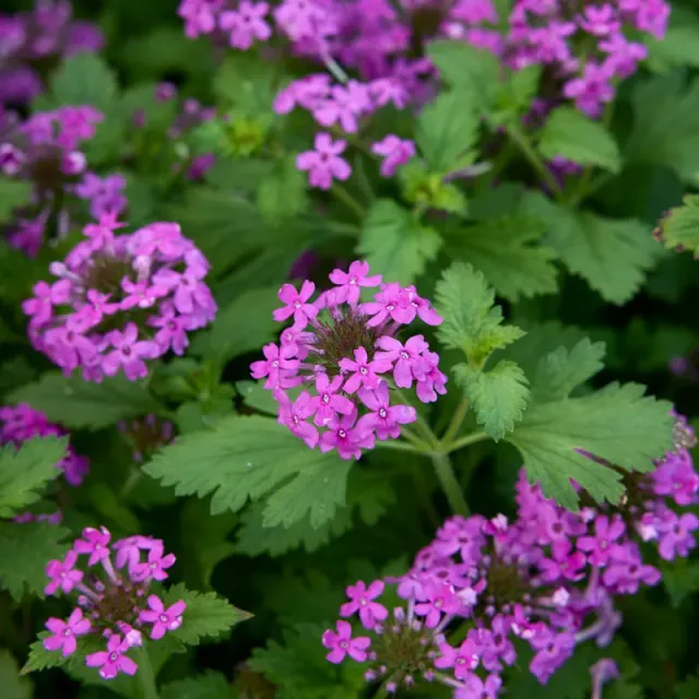 Burpee Freedom Verbena Seeds 100 Seeds Heat-Tolerant