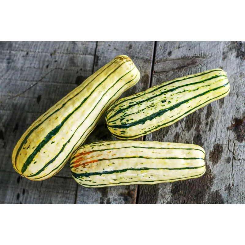 Pinetree Delicata Organic Heirloom Squash Seeds 15 Seeds Sweet