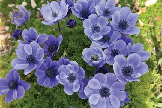 Brent & Becky's Bulbs Mr. Fokker Anemone Coronaria Bulb