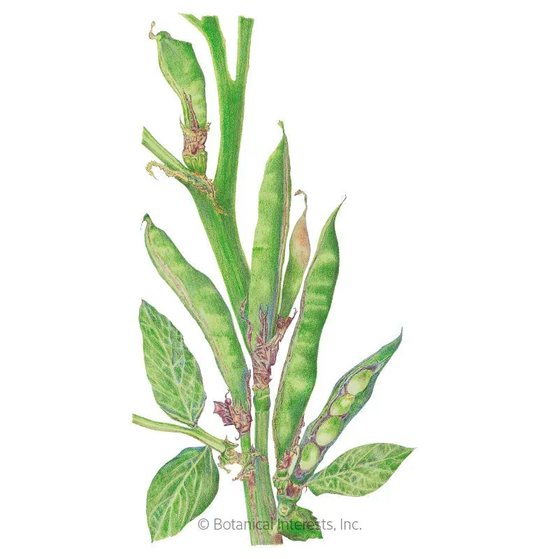 Epic Gardening Windsor Fava Bean Seeds Heirloom Cool Season