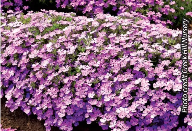 Brent & Becky's Bulbs Phlox Candy Cloud Lavender Perennial Plant