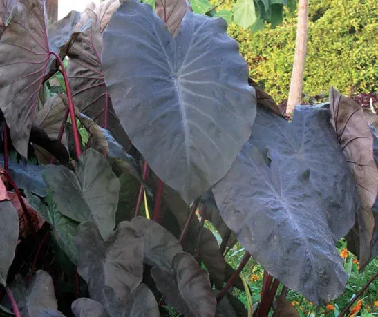 Brent & Becky's Colocasia Black Magic Elephant Ear Bulb
