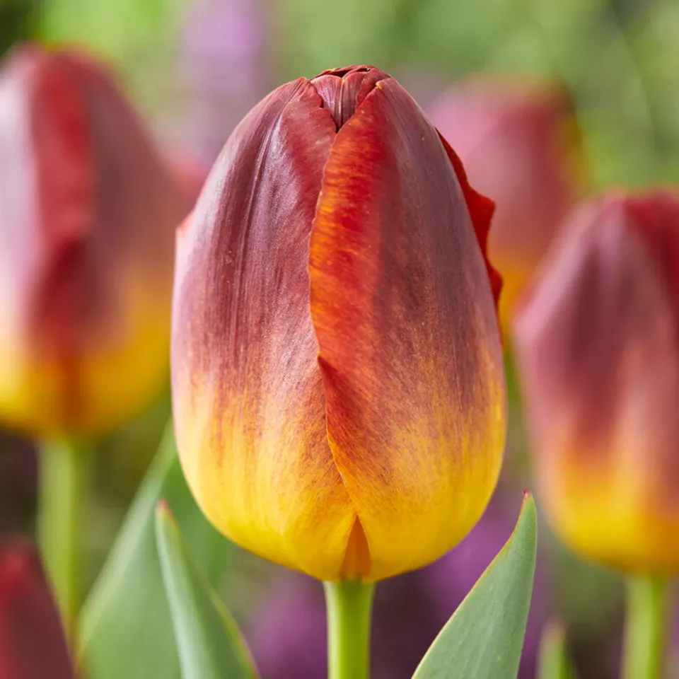 Burpee Amber Glow Tulip Bulbs 10 Bulbs Bicolor