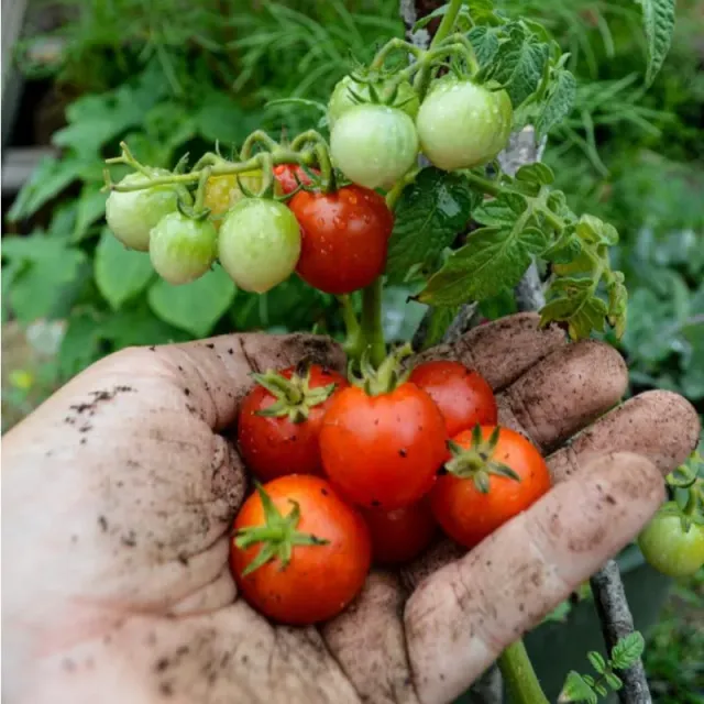 Pinetree Little Bing Tomato tomato seeds 10 seeds cherry