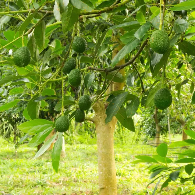 Epic Gardening Hass Avocado Tree Live Plant Full Sun